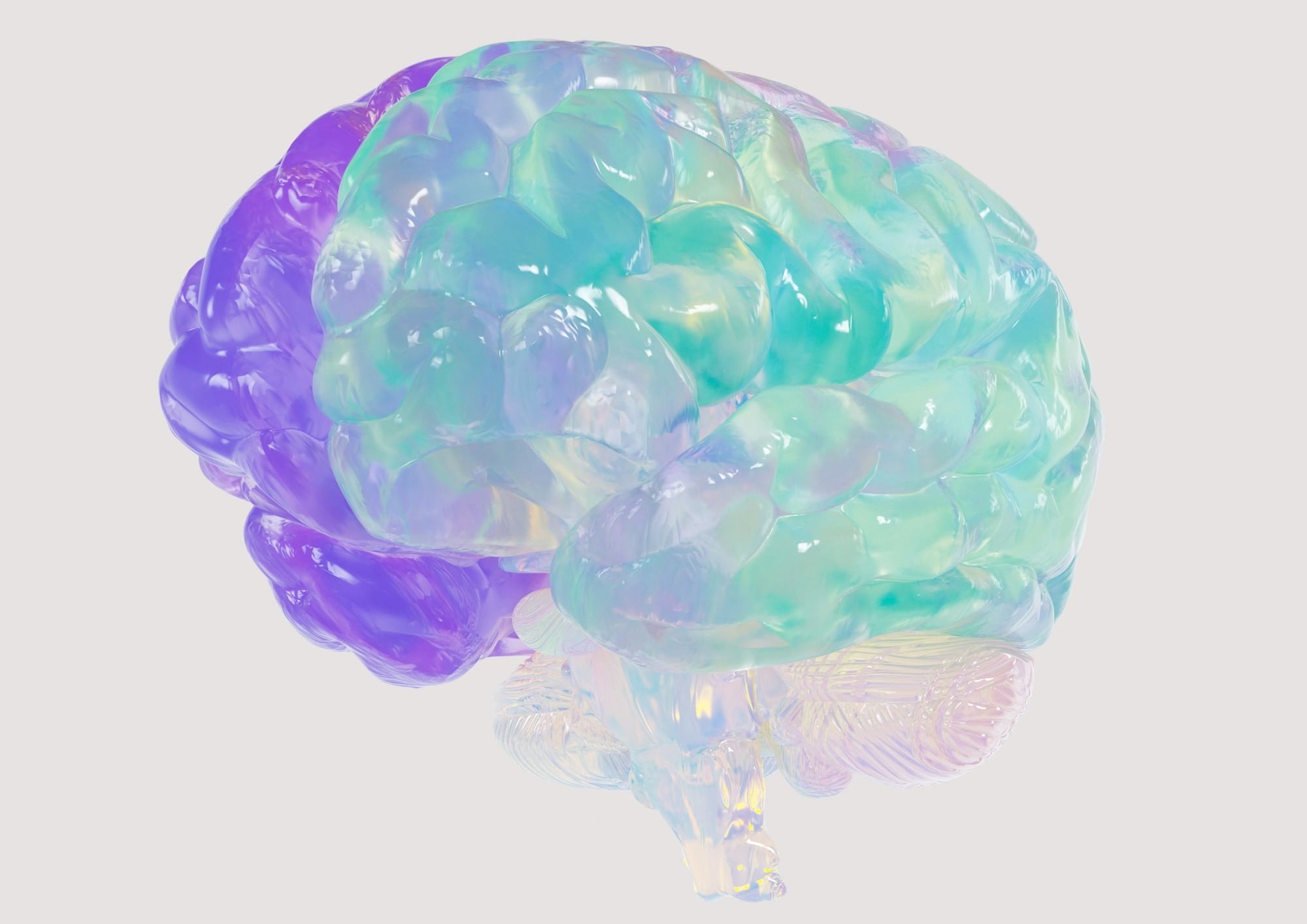 a close up of a plastic model of a human brain
